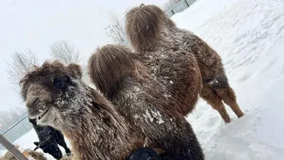 У нас родились два верблюжонка