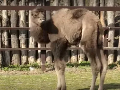В Одесском зоопарке родился верблюжонок (фото) | Новости Одессы
