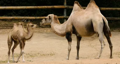 В Краснодарском зоопарке произошло чудо – родился верблюжонок