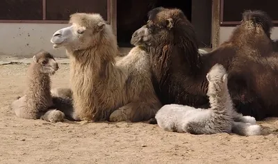 Купили беременную верблюдицу. Прошло уже 10 месяцев, а верблюжонок так и не  родился. — Ферма верблюдов в Татарстане
