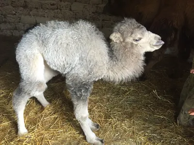 В Московском зоопарке родились два верблюжонка (видео) :: Новости :: ТВ  Центр