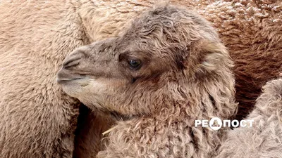 Блог Олега Зубкова: В Ялтинском зоопарке «Сказка» родился серый верблюжонок