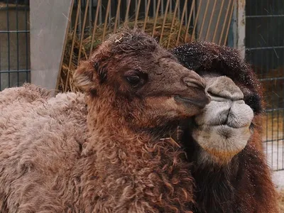 Как живет 4-месячный верблюжонок Дымка в Ростовском зоопарке