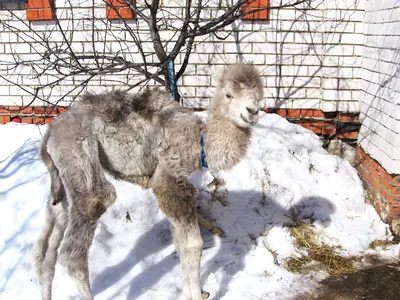 Новорожденный верблюжонок из Минского зоопарка плеваться еще не умеет -  KP.RU