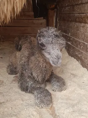 Дождались пополнения — Ферма верблюдов в Татарстане
