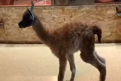Пополнение в Сафари-парке на Херсонщине: когда туристы смогут увидеть  маленького верблюжонка? | Типичный Херсон