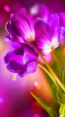 Картинка Горы весенние Шафран Пейзаж цветок 1080x1920