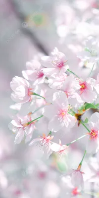 Image Spring Flowers Galanthus Closeup 1080x1920