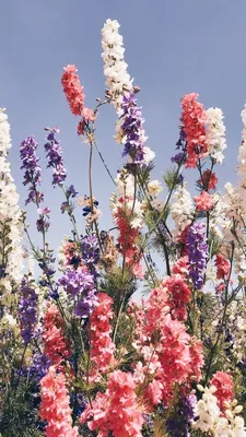 Вертикальная фотография картины романтические весенние вишневые цветы  телефон обои Фон И картинка для бесплатной загрузки - Pngtree