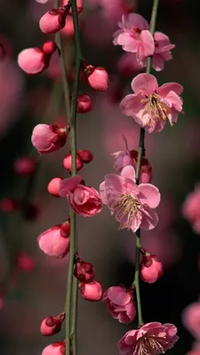 Весенние цветы обои на телефон - 69 фото