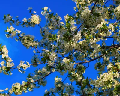Картинки весна, небо, листья, цветы, ветки - обои 1280x1024, картинка  №461384