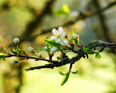 Природа, Весна - Красивые Бесплатные фото обои для рабочего стола windows  #59