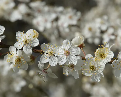 Природа, Весна - Красивые Бесплатные фото обои для рабочего стола windows  #150