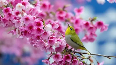 Скачать 1920x1080 весна, сакура, ветка, цветы, красота, японский белый глаз  обои, картинки full hd, hdtv, fhd, 1080p