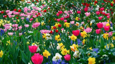 Картинка на рабочий стол разные, весна, много, цветы, весенние обои 1920 x  1080