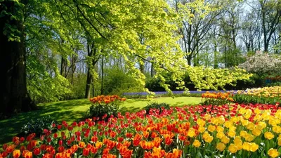 Скачать обои дизайн, парк, весна, тюльпаны, клумбы, раздел цветы в  разрешении 1920x1080