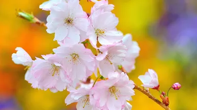 Природа весна фото на рабочий стол
