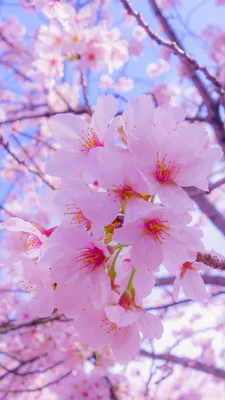 Вертикальная версия фотографии розовой сакуры весной обои для телефона Фон  И картинка для бесплатной загрузки - Pngtree