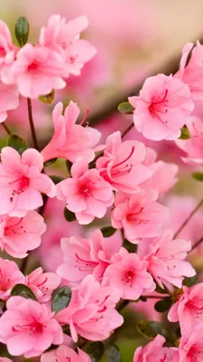 Весенние цветы. Букет тюльпанов в розовой фон. Вертикальное фотографии для  мобильных телефонов. Место для вашего текста. Стоковое Изображение -  изображение насчитывающей листья, природа: 177749269