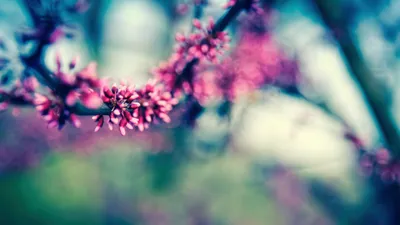 Обои Ветка, 4k, HD, цветение, весна, Branch, 4k, HD wallpaper, blossom,  spring, Природа #5697