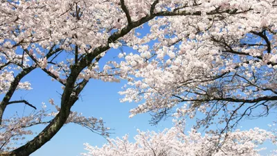 Весеннее пробуждение обои (2560×1600) – Заставка весна природа