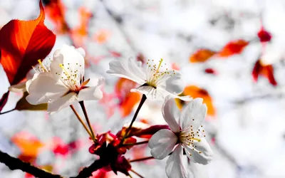 Весна Дождь Цветы Вишни В - Бесплатное фото на Pixabay - Pixabay