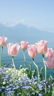 Красивое белое цветение весны на запачканной предпосылке природы Стоковое  Фото - изображение насчитывающей садовничать, цветки: 63320290