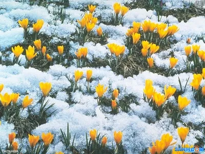 сильная. :: Цветы. Удивительное всегда рядом :: Весна идёт, весне дорогу...