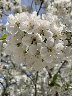 Первоцветы / Весна,май, первоцветы(Komura 105/25)
