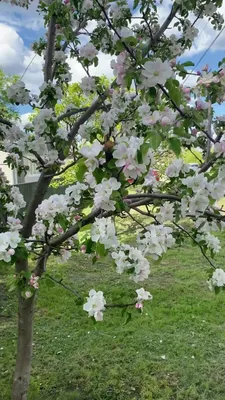 Речка,весна,май,цветущие деревья,на…» — создано в Шедевруме