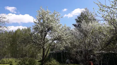 Весна май, долина ландышей» — создано в Шедевруме