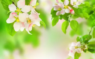 Весна Май Красота - Бесплатное фото на Pixabay - Pixabay