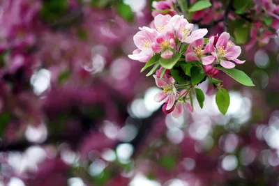 Скачать обои деревья, цветы, весна, Май бесплатно для рабочего стола в  разрешении 1920x1360 — картинка №577238