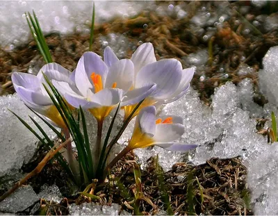 Погода в Украине весной 2022 – прогноз на март, апрель и май – ждут опасные  явления