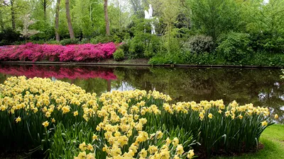 Images Netherlands Keukenhof Spring Nature park Pond 1366x768