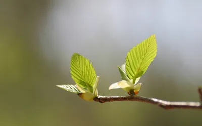 Фон рабочего стола где видно весна, веточка, листики, макро, красивые обои,  Spring, twig, leafs, macro, beautiful wallpaper