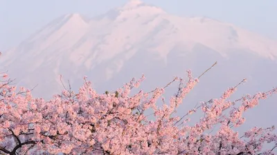 Скачать обои горы, цветущая сакура, розовое, раздел пейзажи в разрешении  1366x768 | Пейзажи, Фоновые рисунки, Обои для нотбука