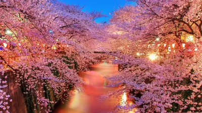 Скачать обои Сказочная весна в японии, Япония, Канал, Сакура, Синее небо,  Весна, Цветы в разрешении 1366x768 на рабочий стол