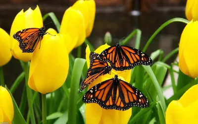 обои на рабочий стол красивые большие на весь экран бесплатно: 13 тыс  изображений найдено в Яндекс.Карти… | Butterfly pictures, Beautiful  butterflies, Yellow tulips