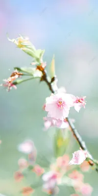 вертикальная версия романтическая фотография картина цветение вишни весна  телефон обои Фон И картинка для бесплатной загрузки - Pngtree