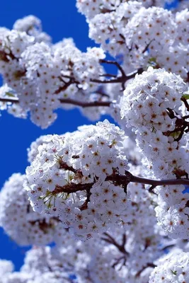 Весна. Красивые картинки на телефон. Скачайте бесплатно! | Цветок, Цветущие  деревья, Живописные пейзажи