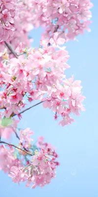 Весна картинки красивые на телефон скачать бесплатно (20 фото)