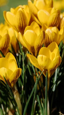 720x1280 Обои подснежники, желтый, весна | Spring flowering bulbs, Yellow  crocus, Yellow wallpaper