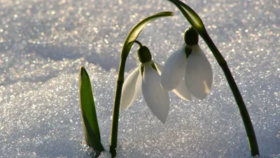 Картинки подснежники, весна, цветы, снег, пара, красиво - обои 1920x1080,  картинка №164546