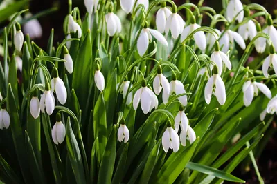 Подснежник Весна Признаки Весны - Бесплатное фото на Pixabay - Pixabay