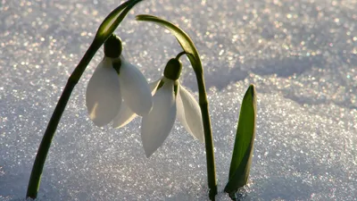 Скачать обои цветы, снег, весна, подснежники, flowers разрешение 1920x1080  #39193