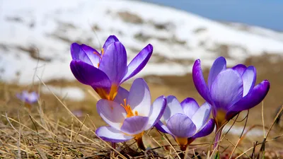 Весна природа цветы (89 фото) - 89 фото
