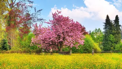 Обои ветки, весна, дерево, природа, тюльпаны, цветы на рабочий стол