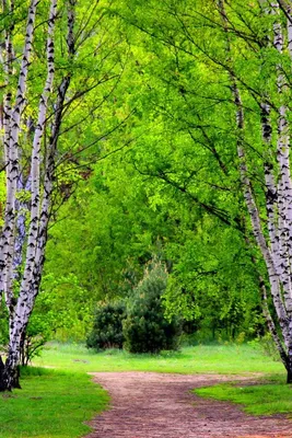 Картинки весна природа на телефон фотографии
