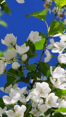Природа картинки красивые на телефон весна | TIPIK